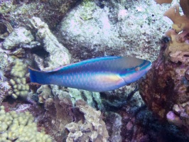 Rainbow Parrotfish IMG 7167